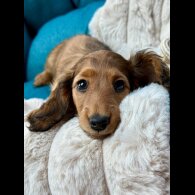Dachshund (Standard &amp; Miniature) - Bitches