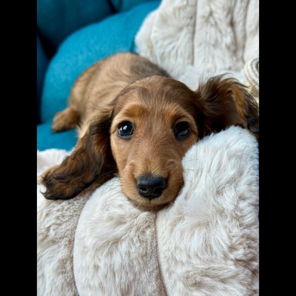 Dachshund (Standard &amp; Miniature) - Bitches