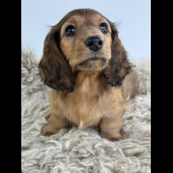 Dachshund (Standard &amp; Miniature) - Bitches