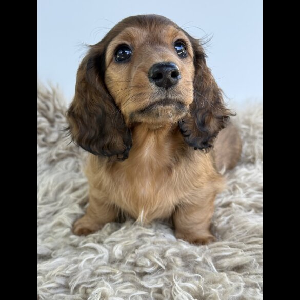 Dachshund (Standard &amp; Miniature) - Bitches