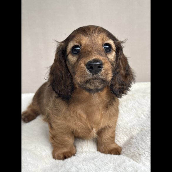 Dachshund (Standard &amp; Miniature) - Bitches