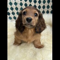 Dachshund (Standard &amp; Miniature) - Bitches