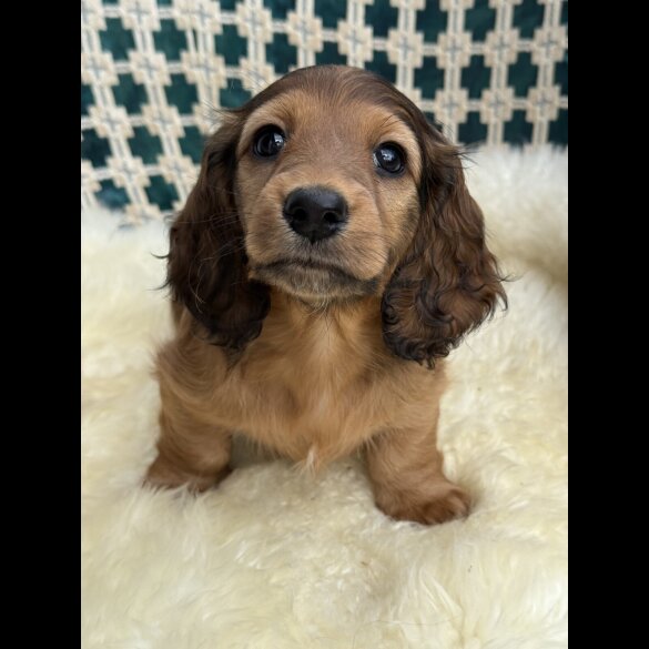 Dachshund (Standard &amp; Miniature) - Bitches