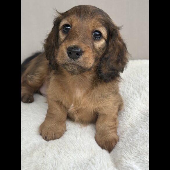 Dachshund (Standard &amp; Miniature) - Bitches