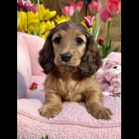 Dachshund (Standard &amp; Miniature) - Bitches