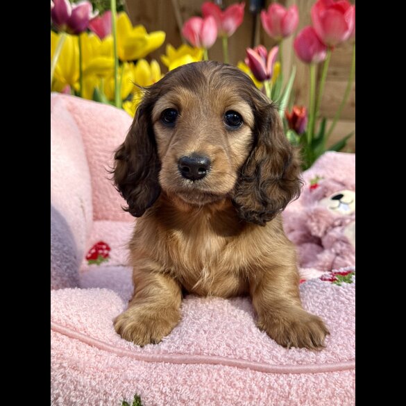 Dachshund (Standard &amp; Miniature) - Bitches