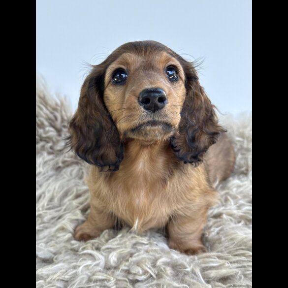 Dachshund (Standard &amp; Miniature) - Bitches