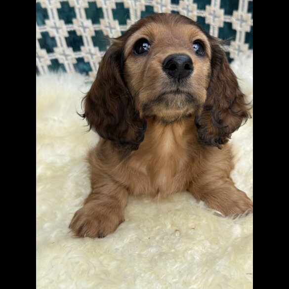 Dachshund (Standard &amp; Miniature) - Bitches