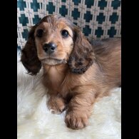 Dachshund (Standard &amp; Miniature) - Bitches