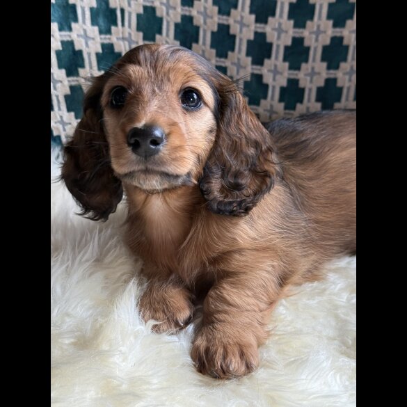 Dachshund (Standard &amp; Miniature) - Bitches
