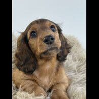 Dachshund (Standard &amp; Miniature) - Bitches