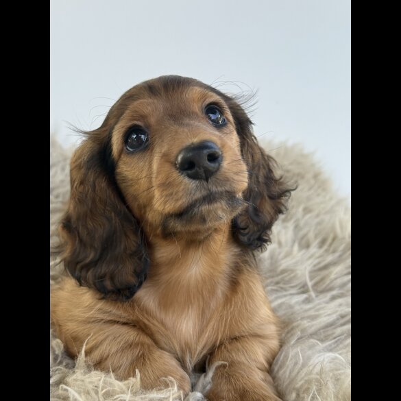 Dachshund (Standard &amp; Miniature) - Bitches