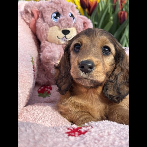 Dachshund (Standard &amp; Miniature) - Bitches