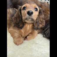 Dachshund (Standard &amp; Miniature) - Bitches