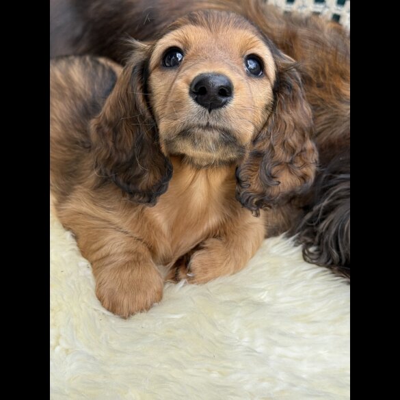Dachshund (Standard &amp; Miniature) - Bitches