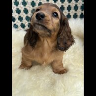 Dachshund (Standard &amp; Miniature) - Bitches