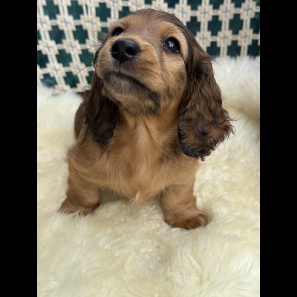 Dachshund (Standard &amp; Miniature) - Bitches