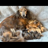 Dachshund (Standard &amp; Miniature) - Bitches