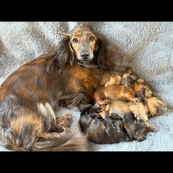Dachshund (Standard &amp; Miniature) - Bitches