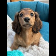 Dachshund (Standard &amp; Miniature) - Bitches