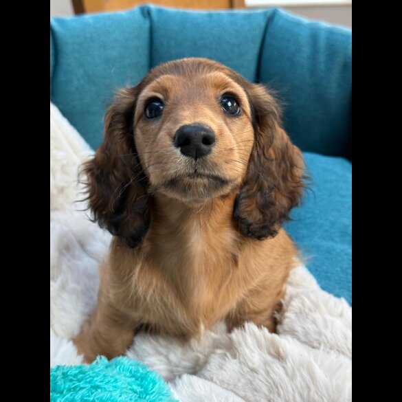 Dachshund (Standard &amp; Miniature) - Bitches