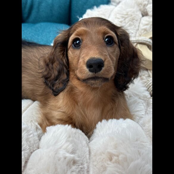 Dachshund (Standard &amp; Miniature) - Bitches