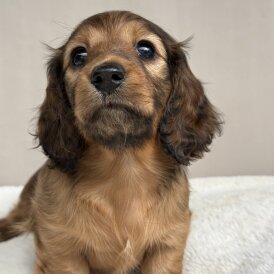 Dachshund (Standard &amp; Miniature) - Bitches