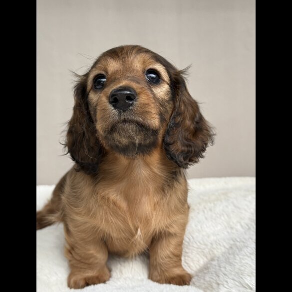 Dachshund (Standard &amp; Miniature) - Bitches