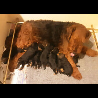 Airedale Terrier - Both