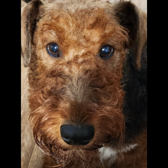 Airedale Terrier - Both