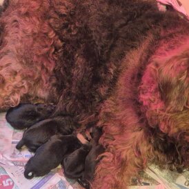 Airedale Terrier - Both