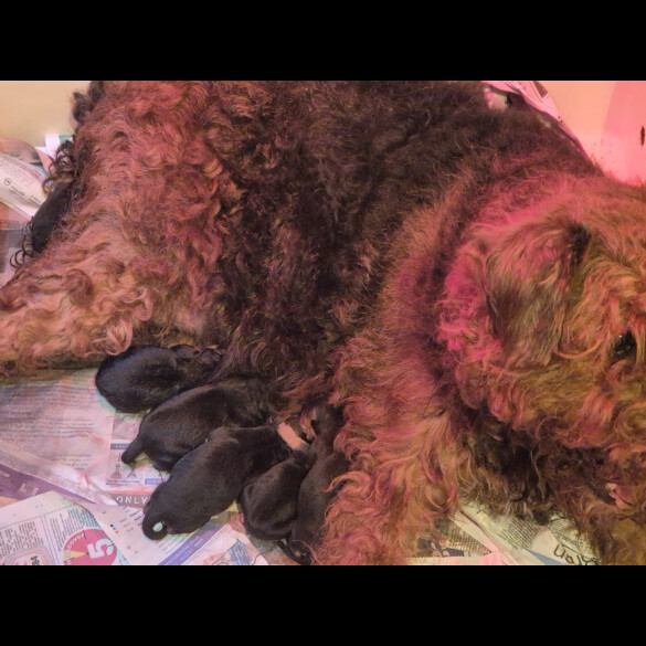 Airedale Terrier - Both