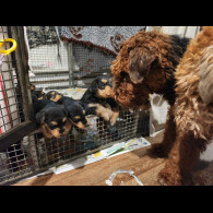 Airedale Terrier - Both