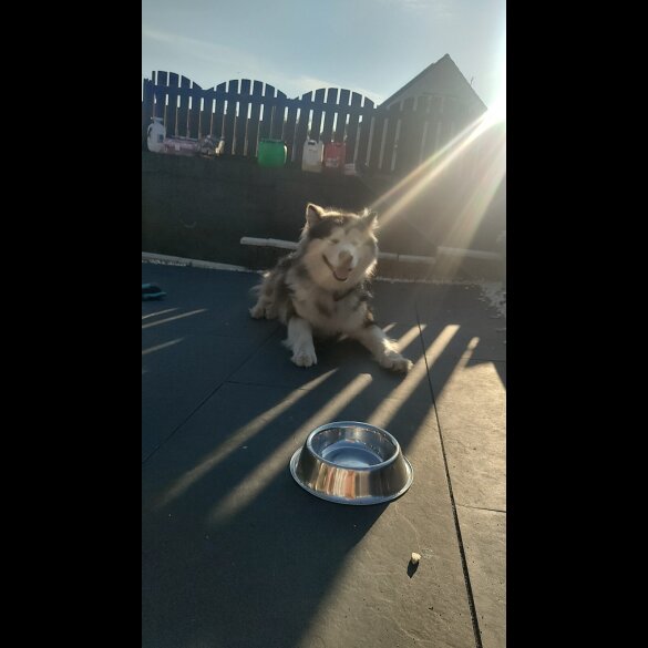 Alaskan Malamute