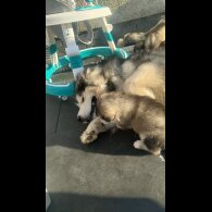 Alaskan Malamute