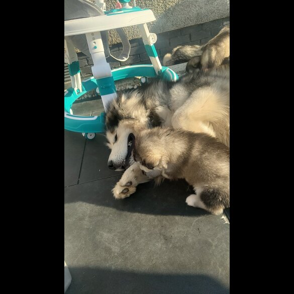 Alaskan Malamute