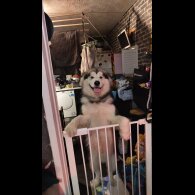 Alaskan Malamute