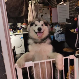 Alaskan Malamute