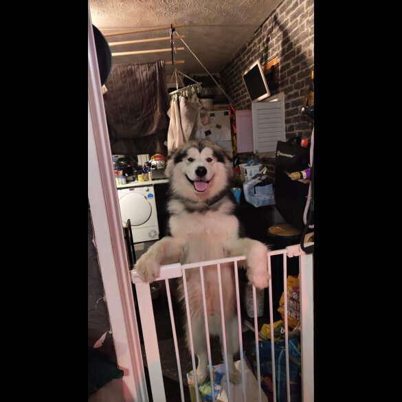 Alaskan Malamute