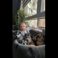 Alaskan Malamute - Both