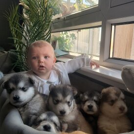 Alaskan Malamute - Both