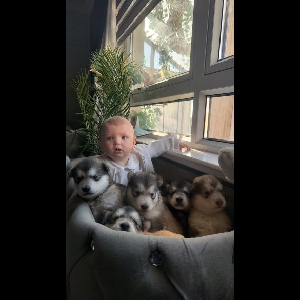 Alaskan Malamute - Both