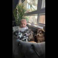 Alaskan Malamute - Both
