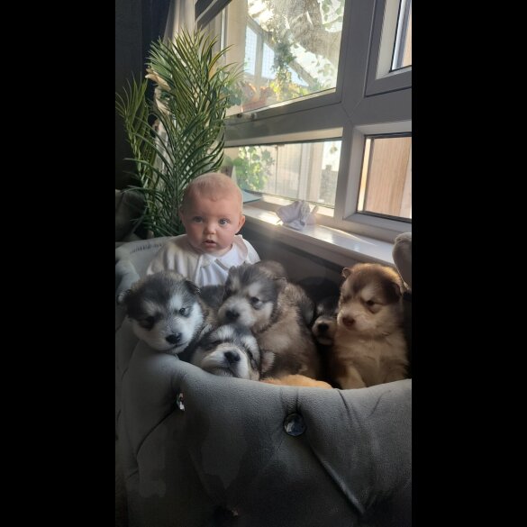 Alaskan Malamute - Both