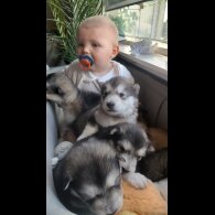 Alaskan Malamute - Both