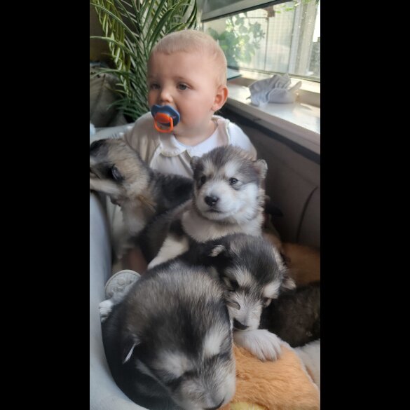 Alaskan Malamute - Both