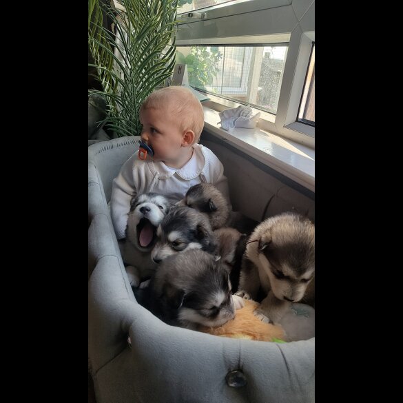 Alaskan Malamute - Both