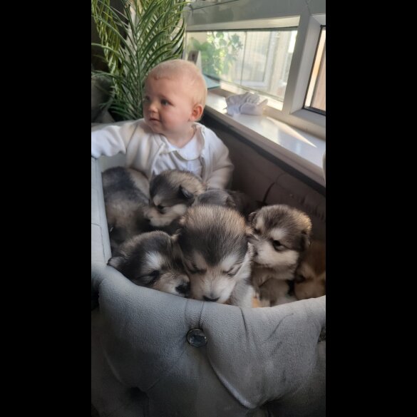 Alaskan Malamute - Both