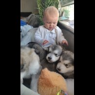 Alaskan Malamute - Both
