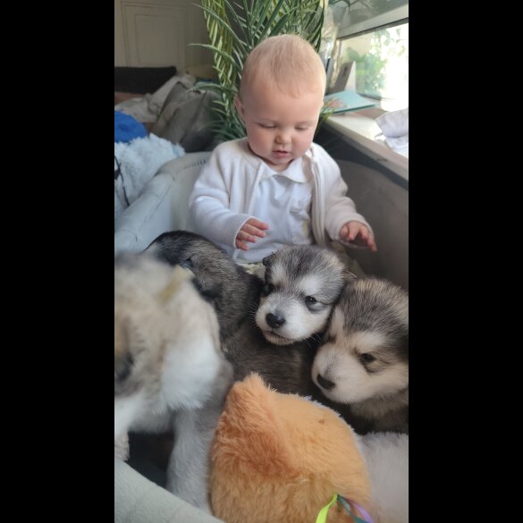 Alaskan Malamute - Both